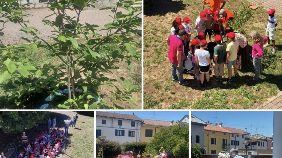 Vicolungo, alla scuola primaria piantumata magnolia in ricordo della 